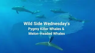 Wild Side Wednesday's Pygmy Killer Whales & Melon-headed Whales, biology,  behavior, characteristics