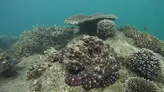 Impressionnant camouflage de poulpe !