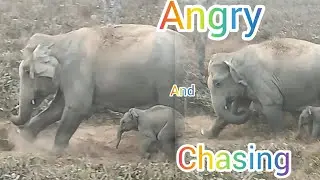 Numaligarh Elephant Herd:Angry And Chasing Video