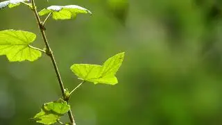 Relaxing Morning Coffee Piano - Sunny Forest View with Gentle Keys for Good Mood