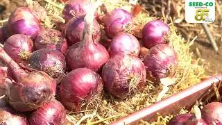 Onion Production Tips