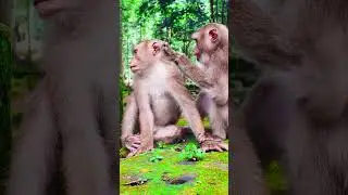 Angkor Thom Monkey Mom & Baby Moments 🥰