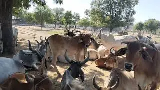 #cowlover #cow #animals Jay Goga Maraj ❤️ Jay Gau Mata 🙏🚩#kankrej #gaumata #gogamaharaj #bull cow 🐮🐄