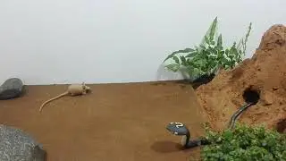 Snake vs Rat    |  YOU CAN  |