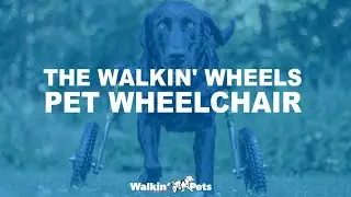 The Walkin' Wheels Wheelchair for Pets!