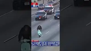 Police vs. Monkey on a Vespa (AI Chase)