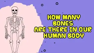 How many bones does a human being have?