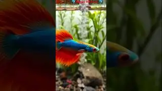 How Betta Fish Inspired the Next Generation of VR Tech🐠#shorts #shortsfeed #viral #ytshorts  #betta