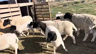 Escogiendo las ovejas
