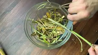 Making Cramp Bark / Guelder Rose Tincture (백당나무)