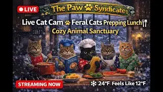 Live Cat Cam 🐾 Cozy Feral Cats Prepping Lunch | Animal Sanctuary Cam
