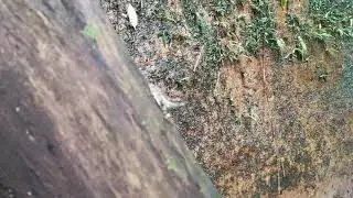 Staurois guttatus. Spotted Rock Frog. Borneo.