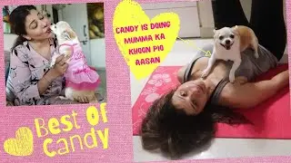 Cutest and Adorable Moments of Candy | Most Loved Chihuahua Dog | Sambhavna Seth Dogs | Cute Pets