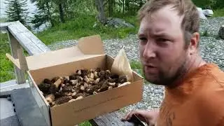 Golden Mushroom Hike Morels and More! (New Canadian Gold Rush!)