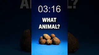 Animal Speedrun to Celebrate 1,000,000 Followers on TikTok