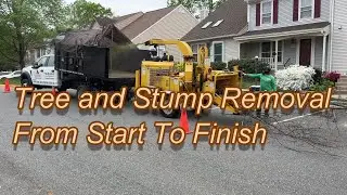 Tree & Stump Removal Start to Finish