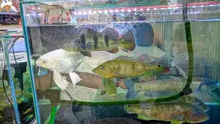 RN Fish Cambodia Update 😇 Parung Ornamental Fish Market