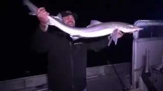 Oz Fish TV - Westernport Gummies with Anchors Away