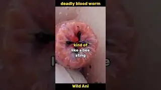 Meet the deadly Blood Worm
