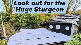Winter pond maintenance. Huge sturgeon 