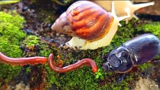 Rare Wildlife Encounter : Millipede, Snail & Rhinoceros Beetle Meetup #educationalmillipede #insects