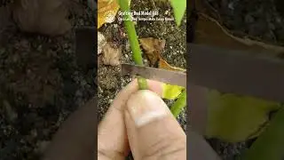 cara lengkap sambung tempel mata tunas mawar | rose grafting techniques 448 #grafting #rose_grafting
