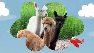 Huacaya Alpaca Sounds | Farm Animals from Around the World
