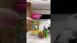 Unboxing gifts for my bunnies 🐰 🎁