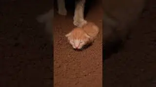 poor mama cat 😭#aivideo #tornado #sora2 #cat #soraai #aivideo #cctv