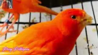Canary Singing For Training | Most Spectacular Video | Red Factor Canary 1 hour training song