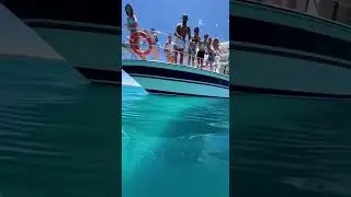 Экскурсия на лодке из ада... Они и представить себе не могли 😱 #акула