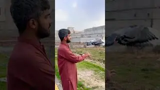 Pigeon flying training 🕊️ #ajpets #pigeon #pigeonlovers #pigeontraining