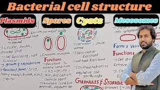Chapter No 6# Kingdom Prokaryotes | Plasmid, Spores , Cysts , Mesosomes| Vision Academy|