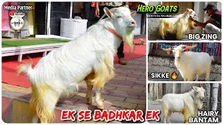 Furry and Hairy Bantam Zing Goats Available in Low Price at Hero Goats | Exotic Goats | Metro MGF