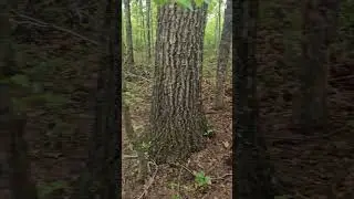 NW Georgia Timber Stand Improvement Chainsaw Hack And Squirt Prescribed Burn Site Prep North Facing