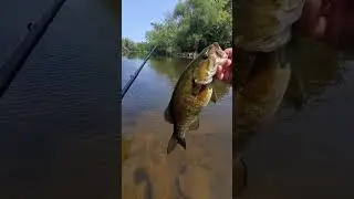 Milwaukee River small mouth bass