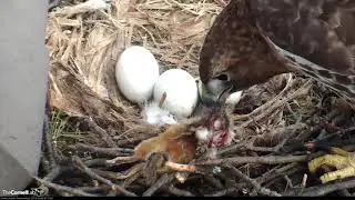 Big Red Brings In A Chipmunk, Settles Over Eggs &ndash; April 9, 2019