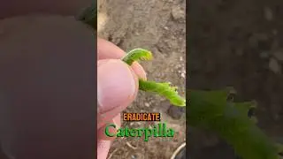 STOP Caterpillars from DESTROYING Your TOMATO Plants!