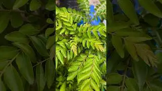 Amazing Benefits & Uses of Curry Leaf Plant #shorts #curryleaf #curryleafplant @Plants-World