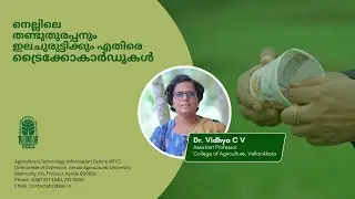 Trichocards against Stem borer and Leaf folder in Paddy | Dr Vidhya CV | ATIC | KAU