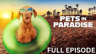 Wet Dog | PETS IN PARADISE | Season 1 | Episode 02