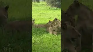 Rare Moment of Lion Pride Affection | Pure Safari Magic 🦁❤️