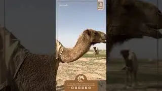 زيارة منصات خثعم الإعلامية لمرباع إبل مسفر بن زبران الخثعمي