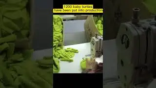 Turtle Plush Toy Factory in Production  #toys