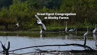 Great Egret Congregation Shelby Farms + Music - DivKid Icelandic Arpeggios ℗ YouTube Audio Library