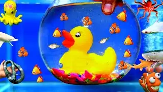 Duck In Bawl | Cute Fishes | Fishes and Toy | Sea Animals | Shark Parrot Fish | Fish Tank Fish Video