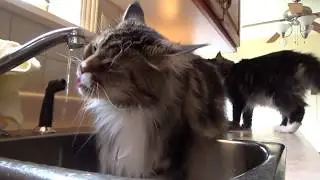 Tail in door