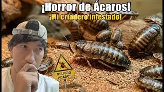 ASI ELIMINE A LOS ACAROS DE MI CRIADERO🪳✅