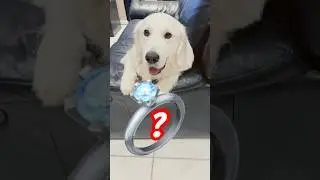 My Dog's Epic Marriage Proposal! #marriage #dog