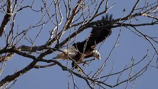 Bald Eagle Takes Flight, high wind relocation #wild #baldeagle #wildlifephotography #wildlife